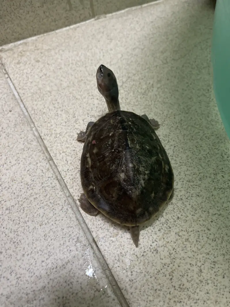 Turtle Pair — photo 3
