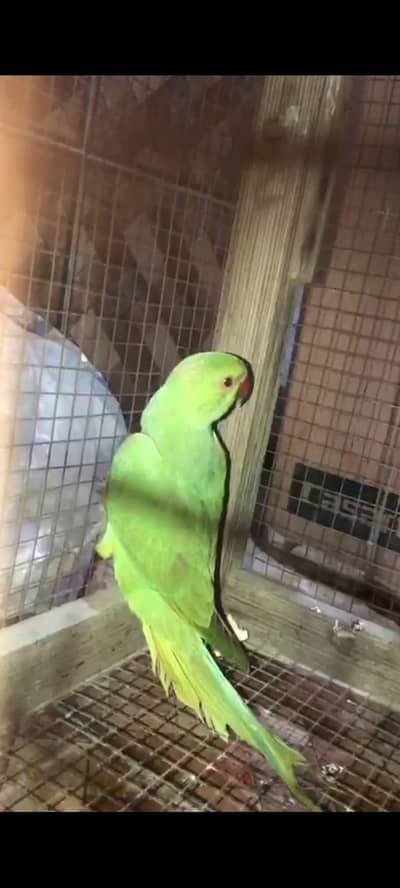 Male Parrot Available
