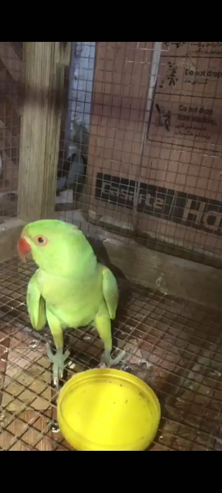 Male Parrot Available — photo 2