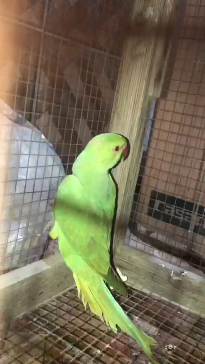 Male Parrot Available — photo 3