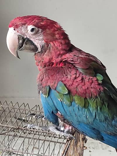 green winge macaw red macaw