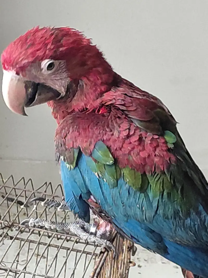 green winge macaw red macaw — photo 2