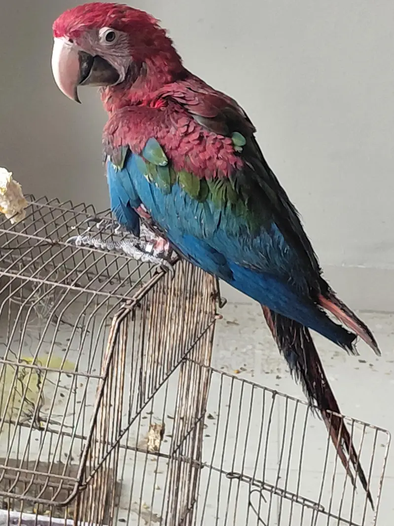 green winge macaw red macaw — photo 3