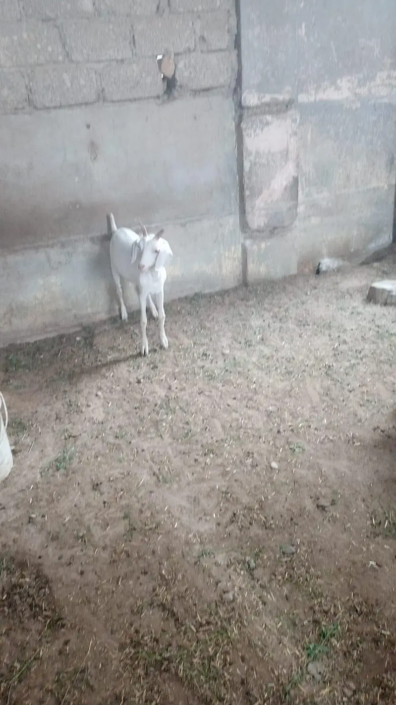 hyderabadi tapra — photo 4