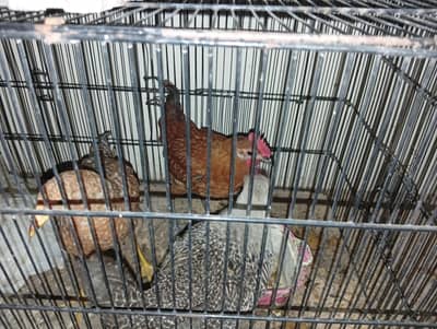 GOLDEN MISRI HENS FOR SALE. . 1 MALE AND 2 FEMALES