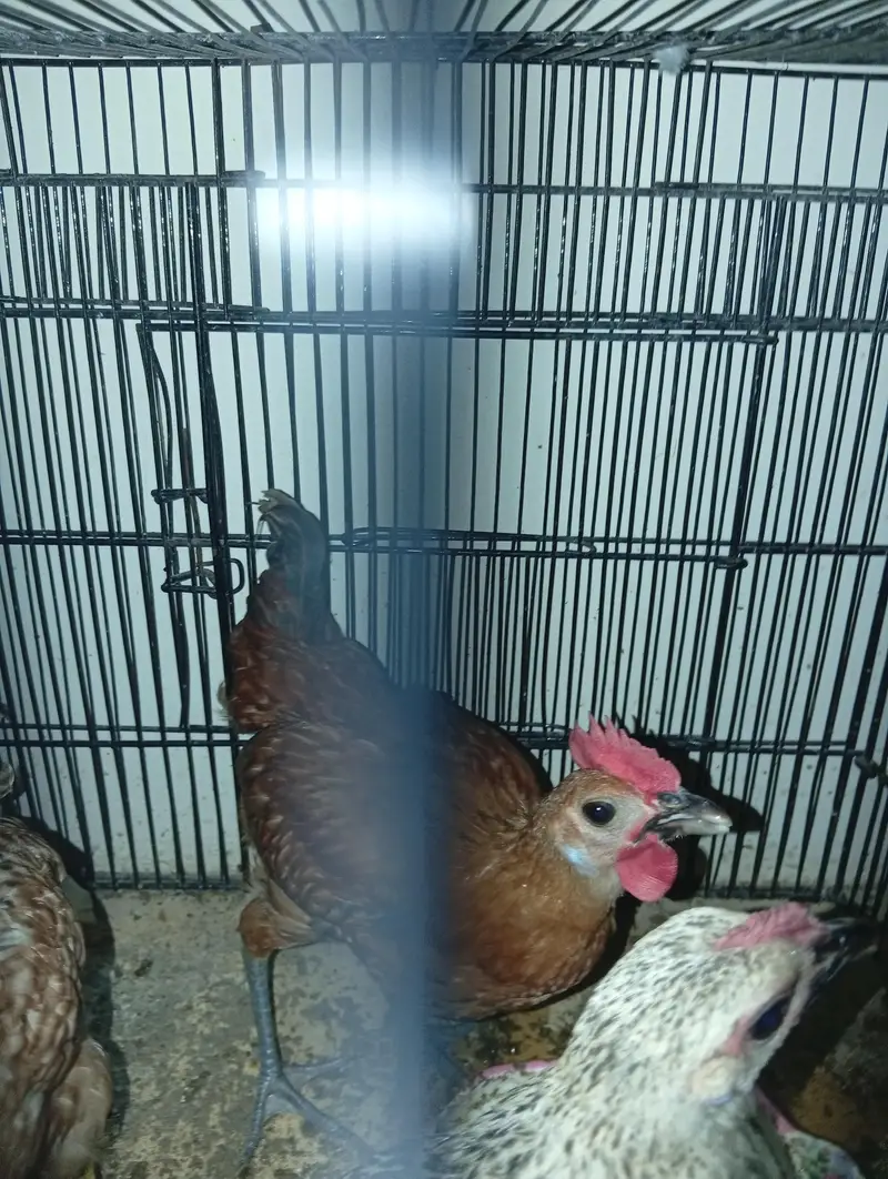 GOLDEN MISRI HENS FOR SALE. . 1 MALE AND 2 FEMALES — photo 2