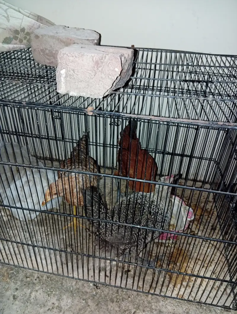 GOLDEN MISRI HENS FOR SALE. . 1 MALE AND 2 FEMALES — photo 3