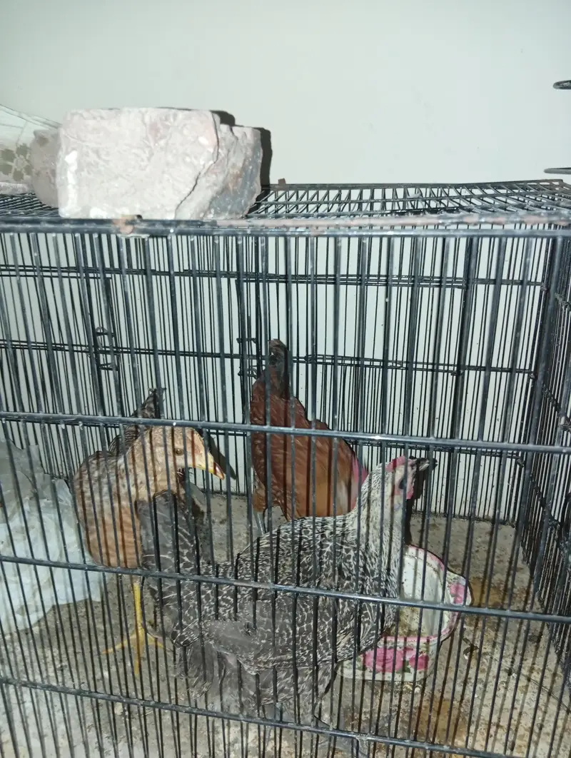 GOLDEN MISRI HENS FOR SALE. . 1 MALE AND 2 FEMALES — photo 4