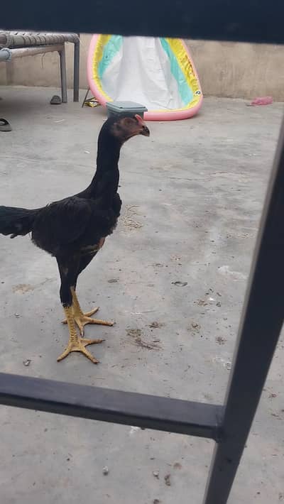 king o shamo black pair and 2 male white o shamo 03064377450 whatapps