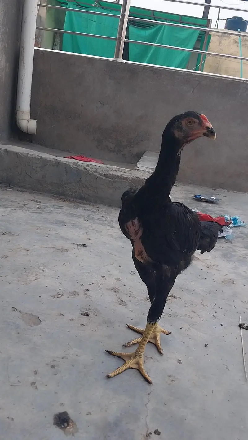 king o shamo black pair and 2 male white o shamo 03064377450 whatapps — photo 2