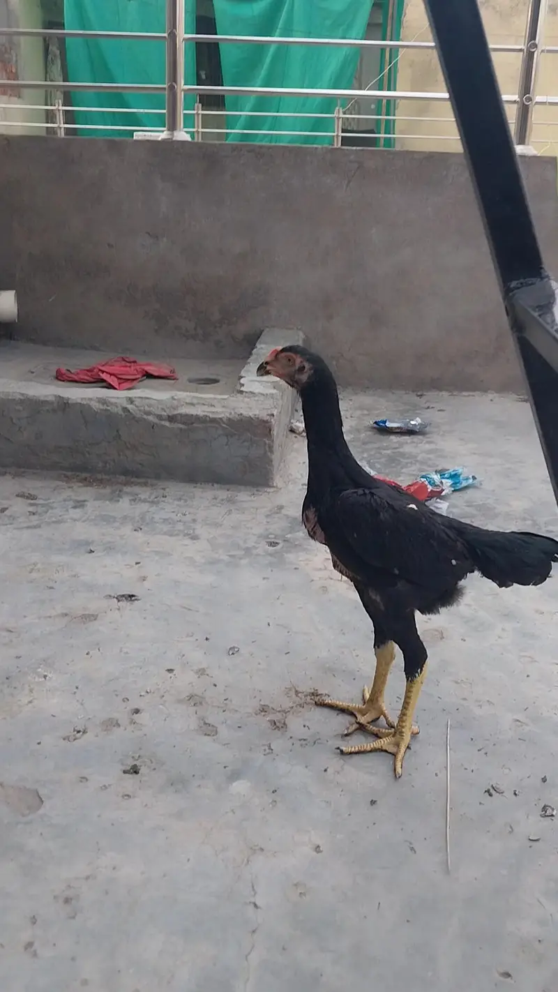 king o shamo black pair and 2 male white o shamo 03064377450 whatapps — photo 3