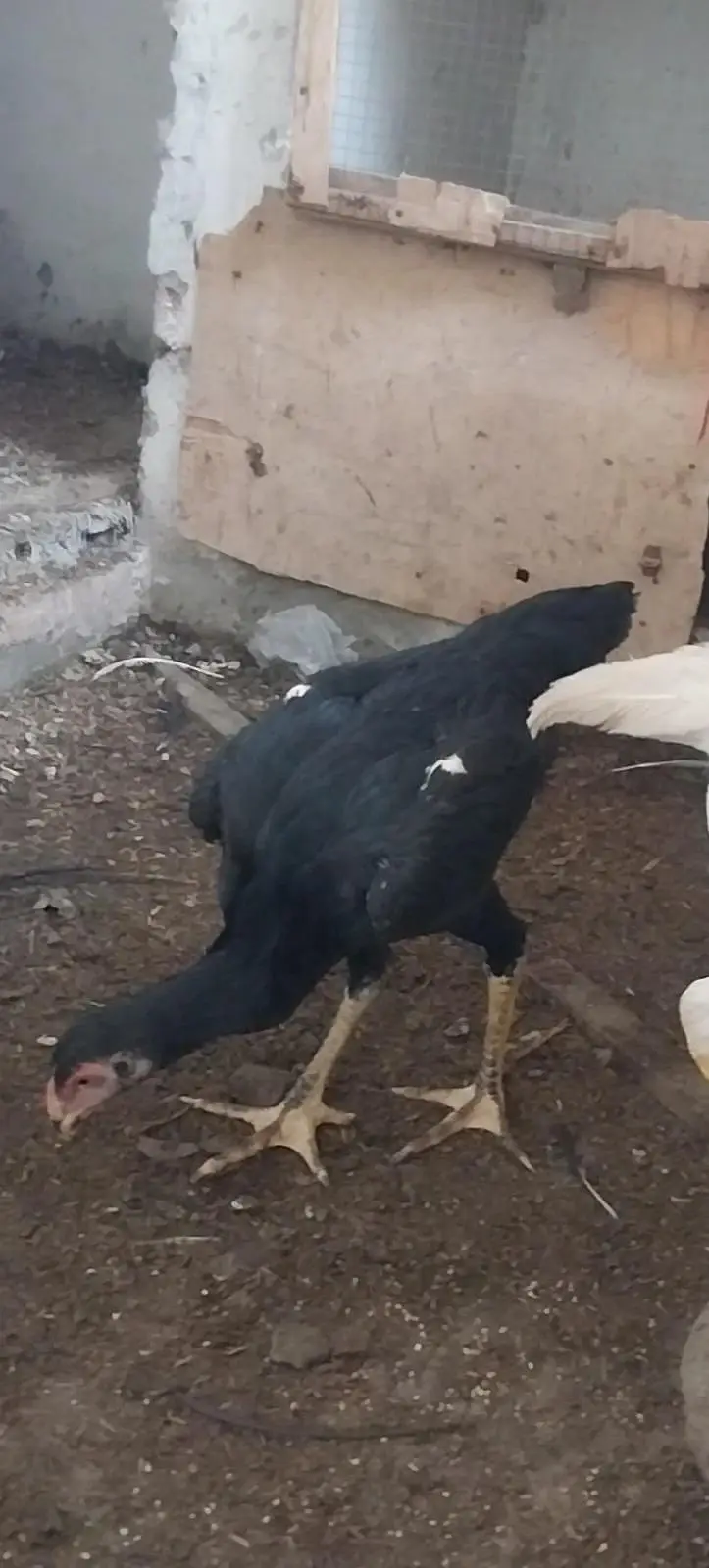 king o shamo black pair and 2 male white o shamo 03064377450 whatapps — photo 4