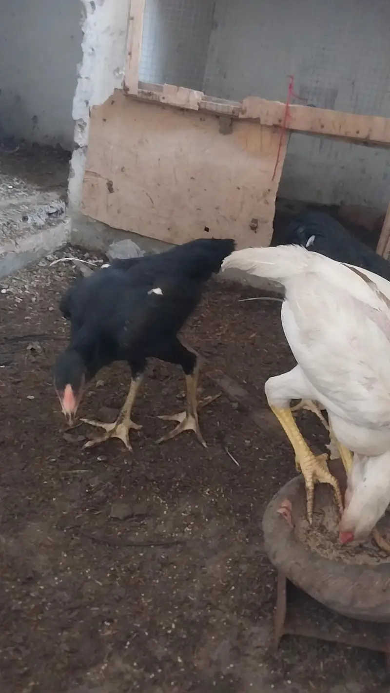 king o shamo black pair and 2 male white o shamo 03064377450 whatapps — photo 5