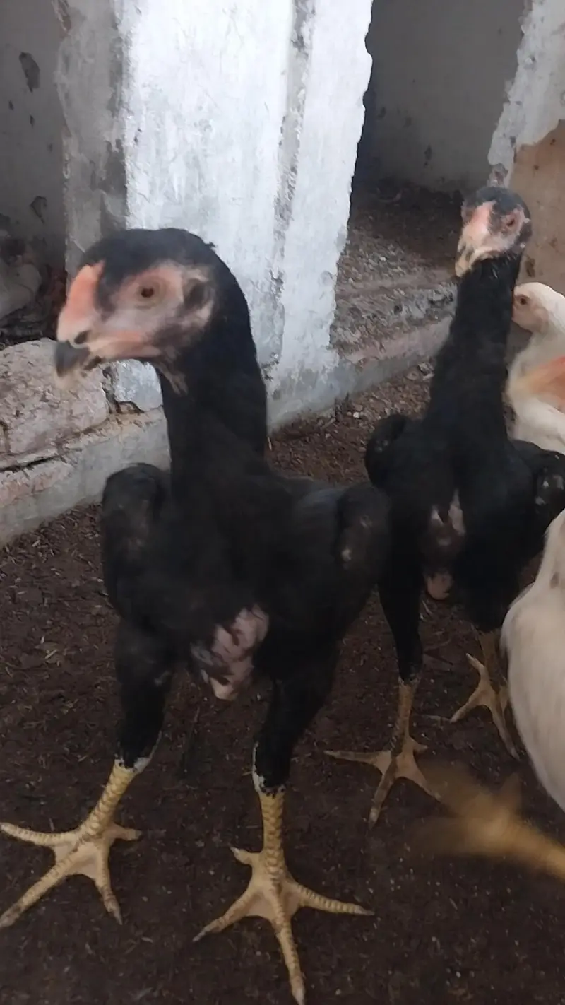 king o shamo black pair and 2 male white o shamo 03064377450 whatapps — photo 6