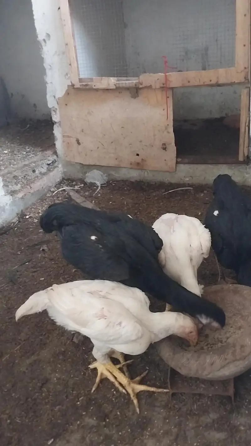 king o shamo black pair and 2 male white o shamo 03064377450 whatapps — photo 7