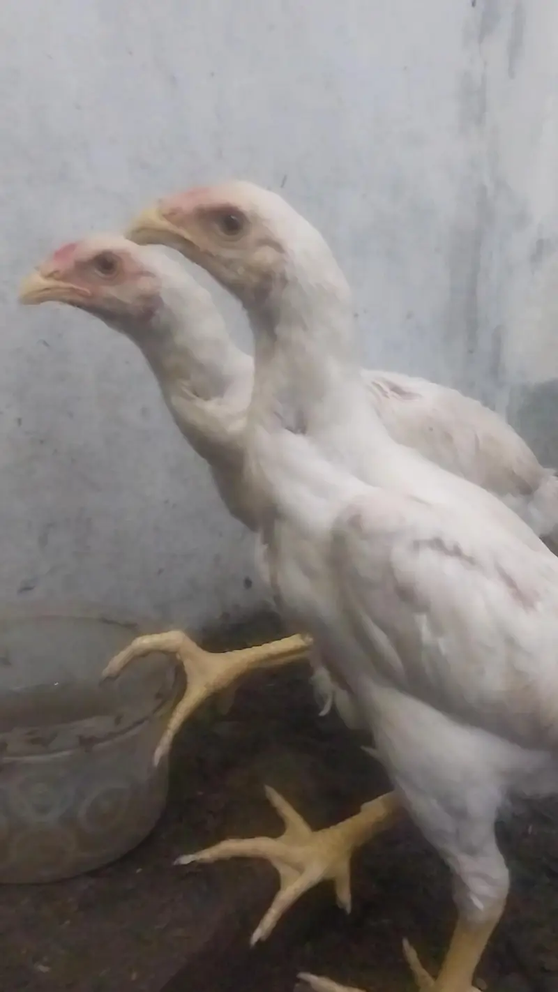 king o shamo black pair and 2 male white o shamo 03064377450 whatapps — photo 10