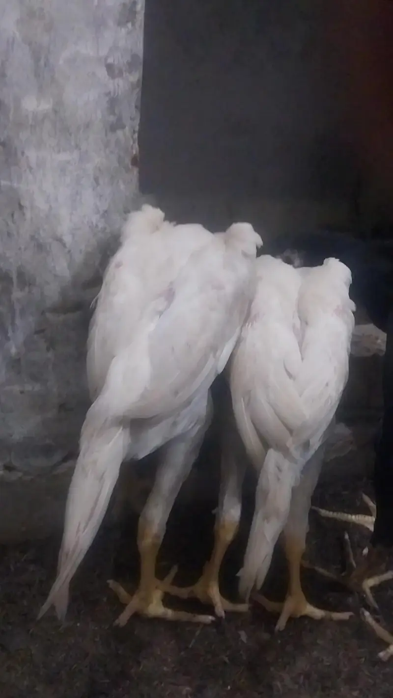 king o shamo black pair and 2 male white o shamo 03064377450 whatapps — photo 11