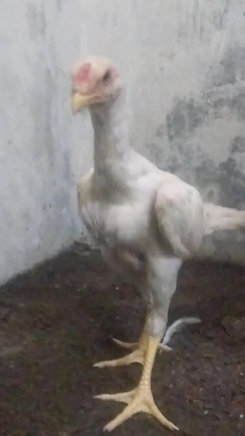 king o shamo black pair and 2 male white o shamo 03064377450 whatapps — photo 12