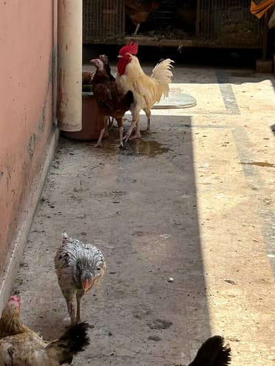 Hen for sale