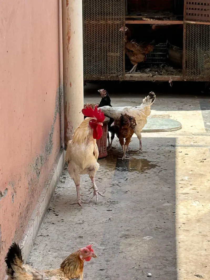 Hen for sale — photo 2