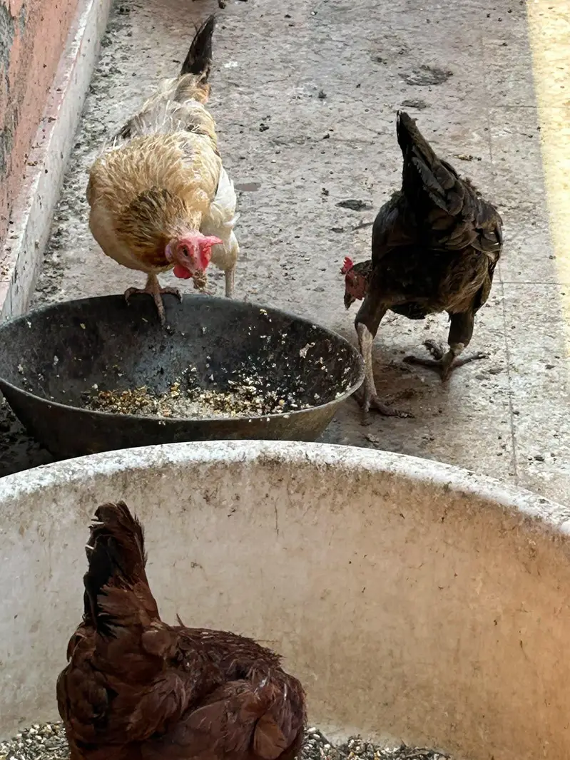 Hen for sale — photo 3