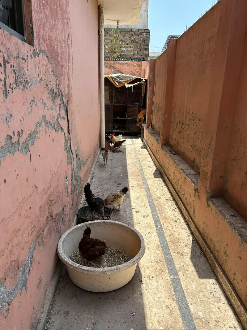 Hen for sale — photo 4
