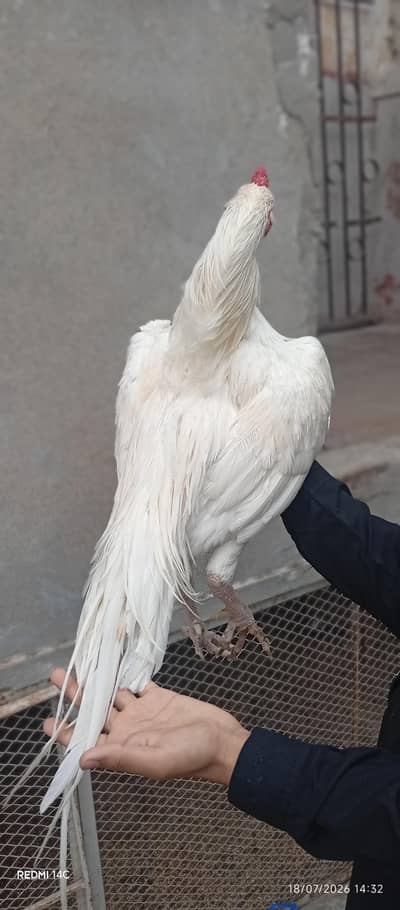 High quality Heera male