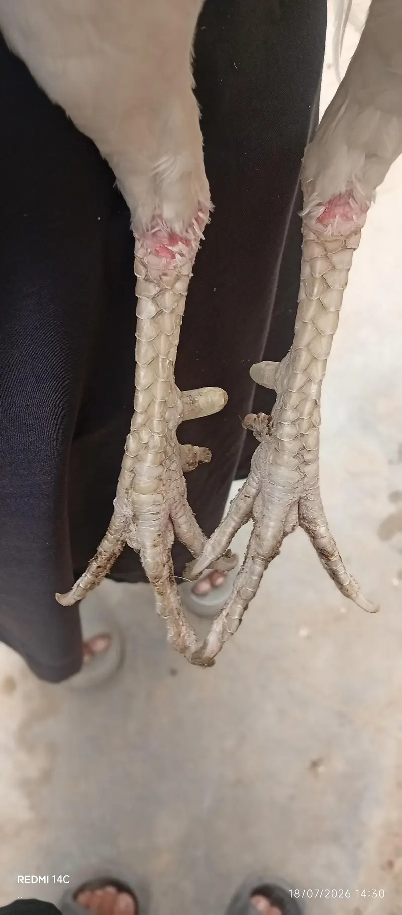 High quality Heera male — photo 2