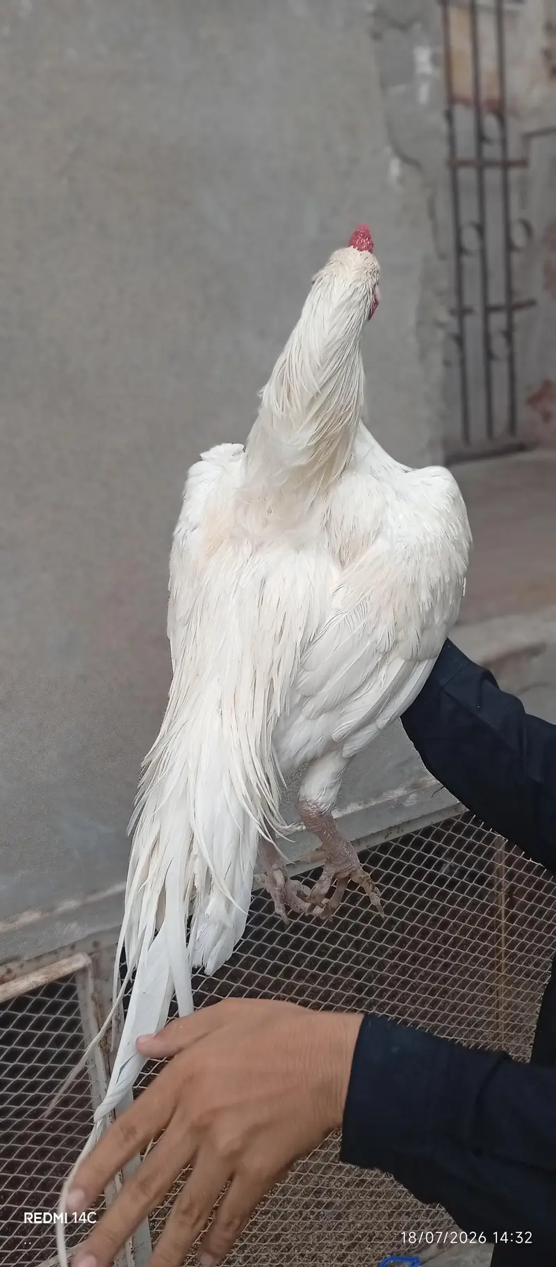 High quality Heera male — photo 3