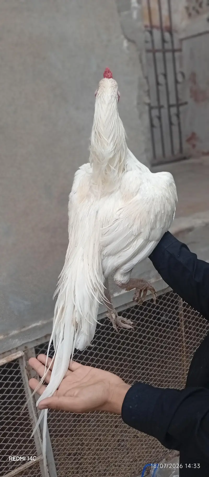 High quality Heera male — photo 4