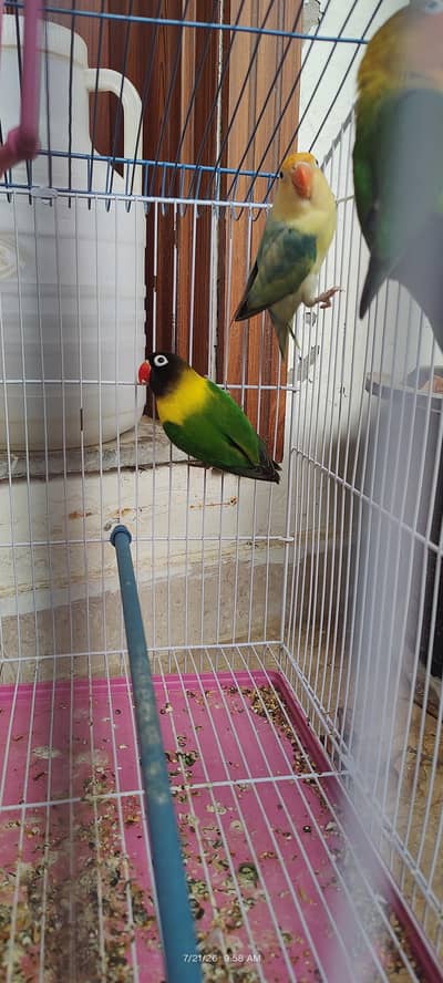 Healthy Colorful Lovebirds – 3 Birds for Sale | Active & Beautiful