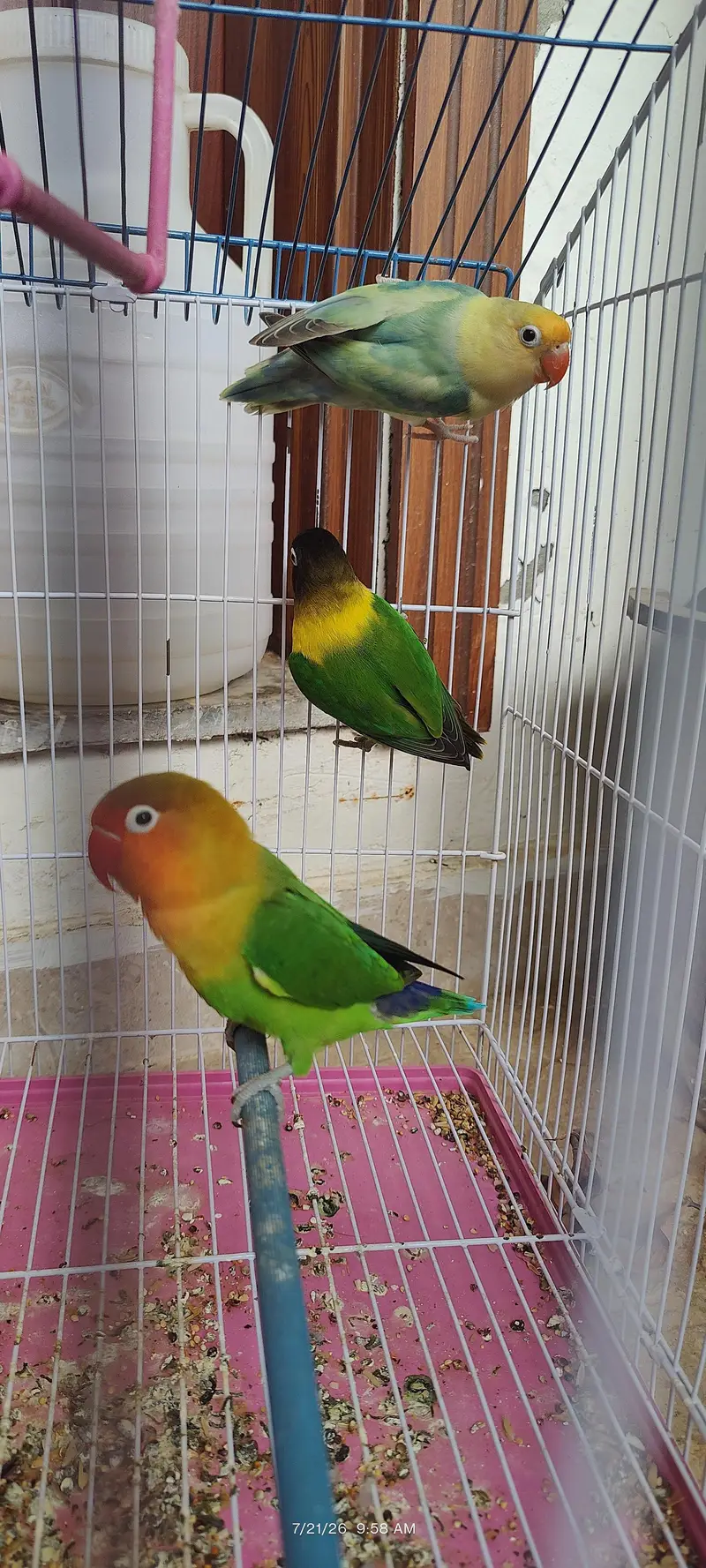 Healthy Colorful Lovebirds – 3 Birds for Sale | Active & Beautiful — photo 2