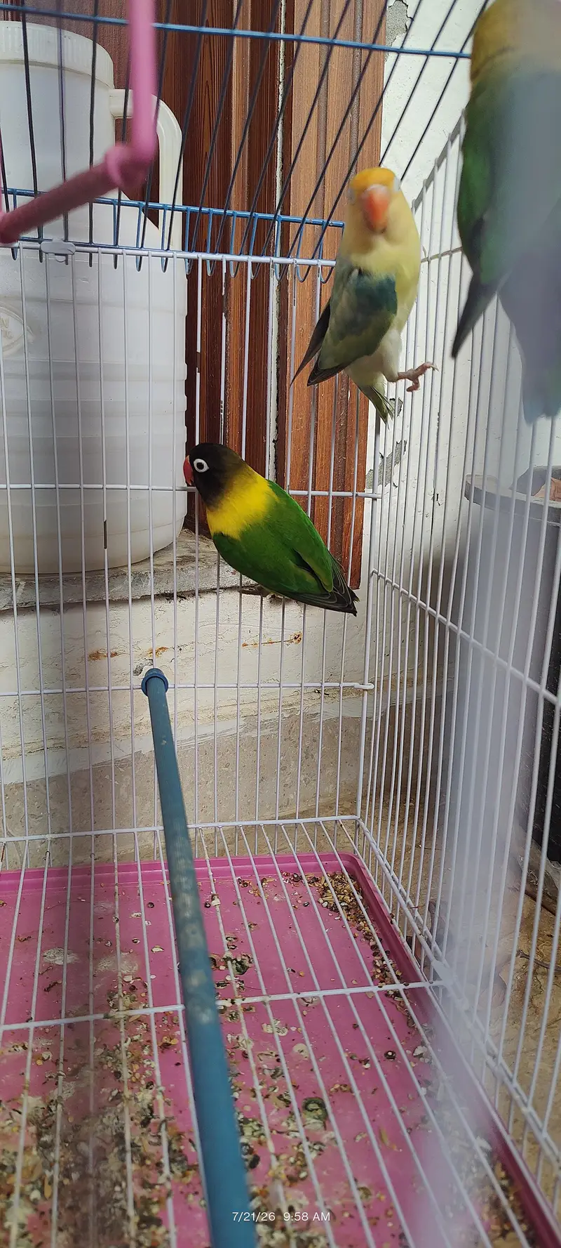 Healthy Colorful Lovebirds – 3 Birds for Sale | Active & Beautiful — photo 3