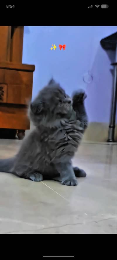 49 days kitten no vaccination triple cott color gray