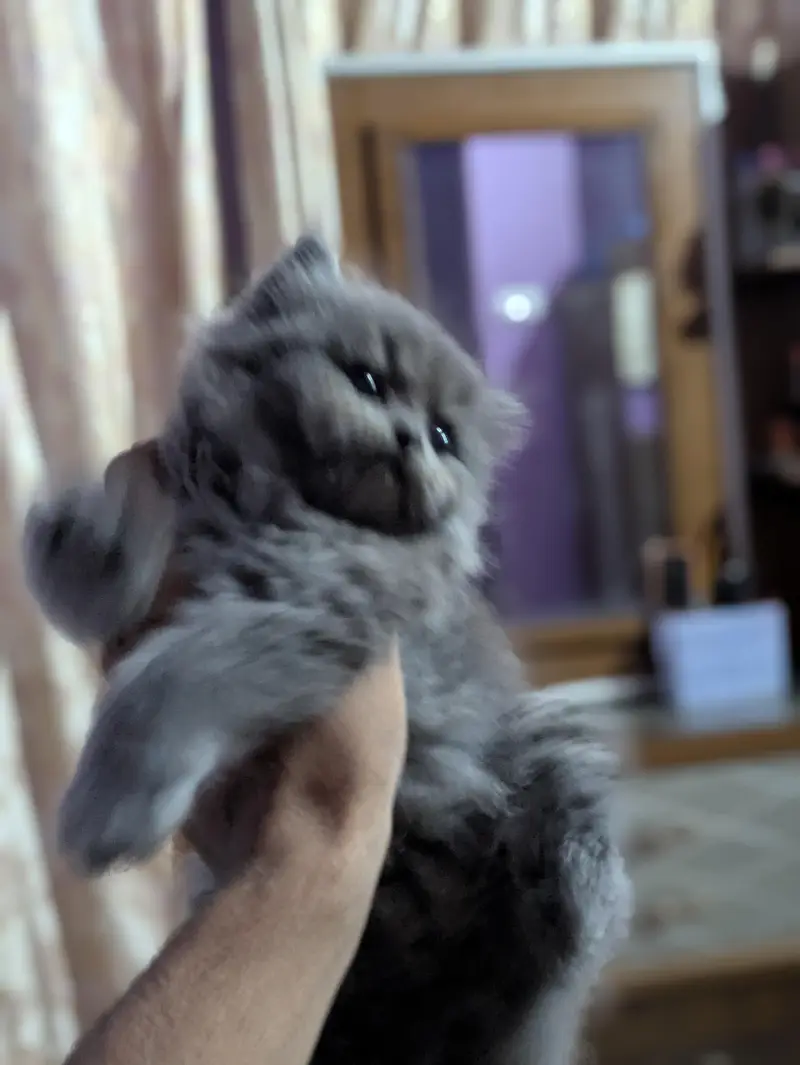 49 days kitten no vaccination triple cott color gray — photo 2