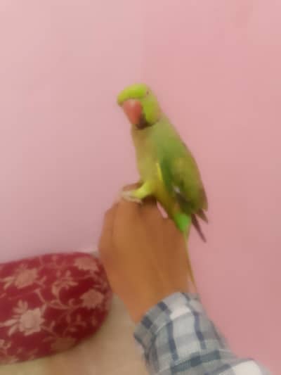 ringneck tota
