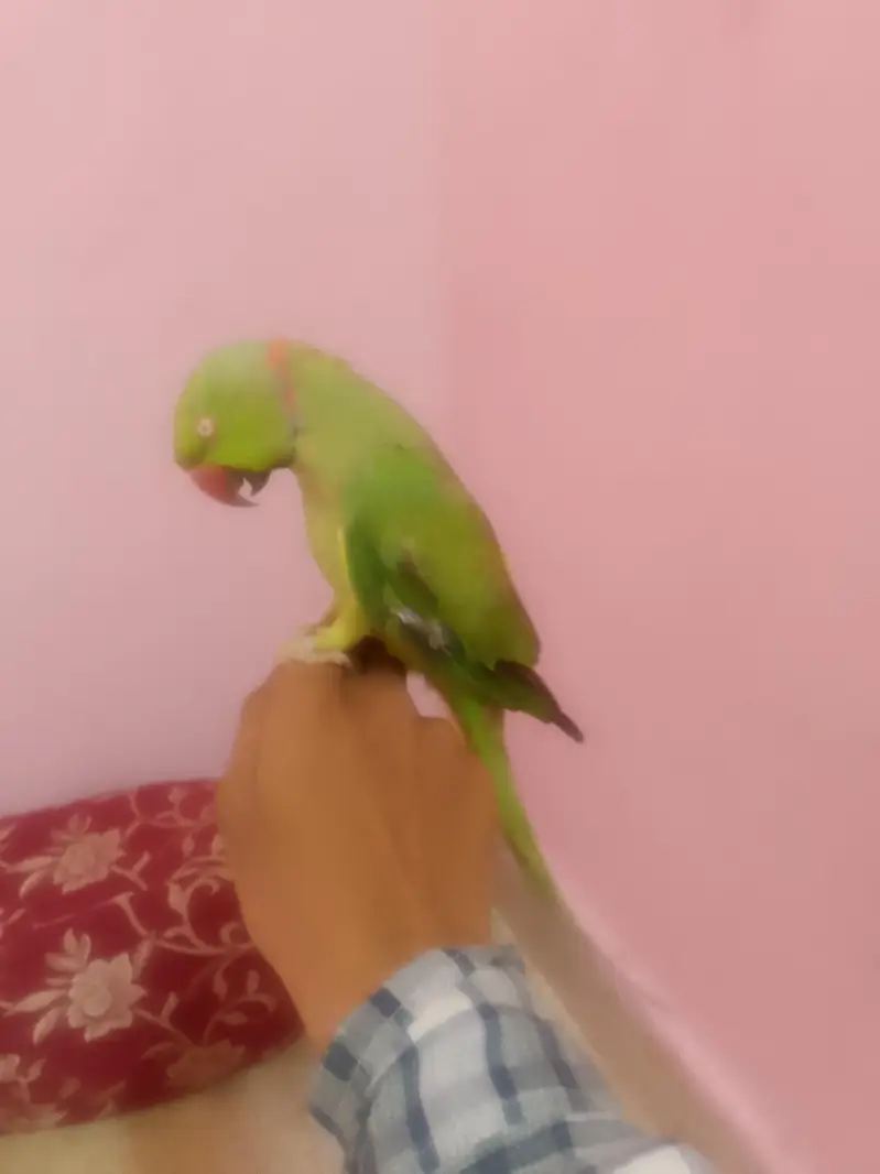 ringneck tota — photo 2