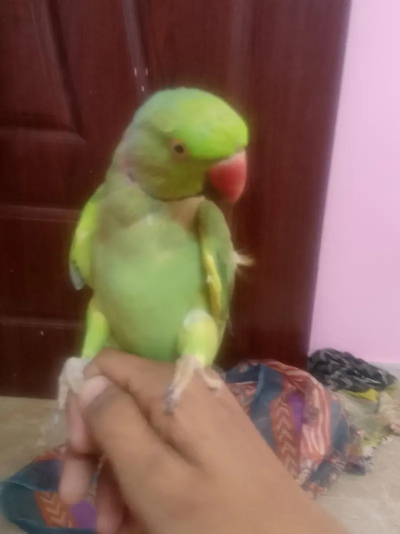 ringneck tota — photo 3