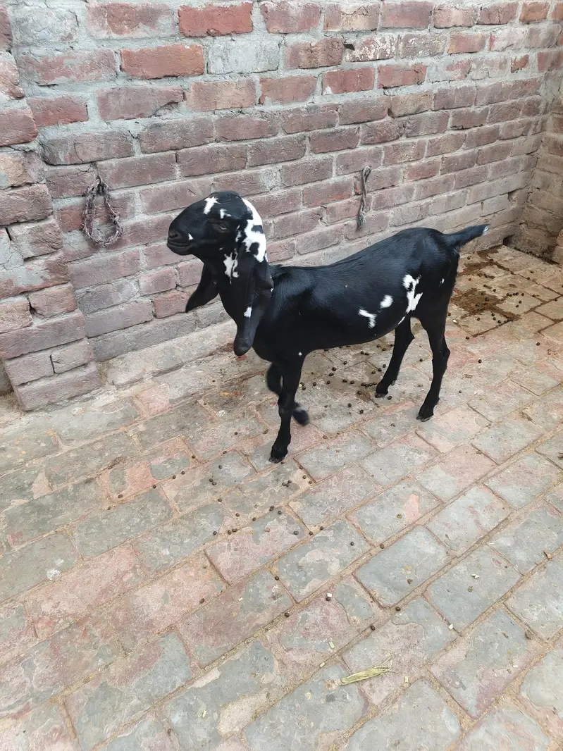 dudh wali Kali Dabbi Beetle bakri sath mein ek female hai — photo 2