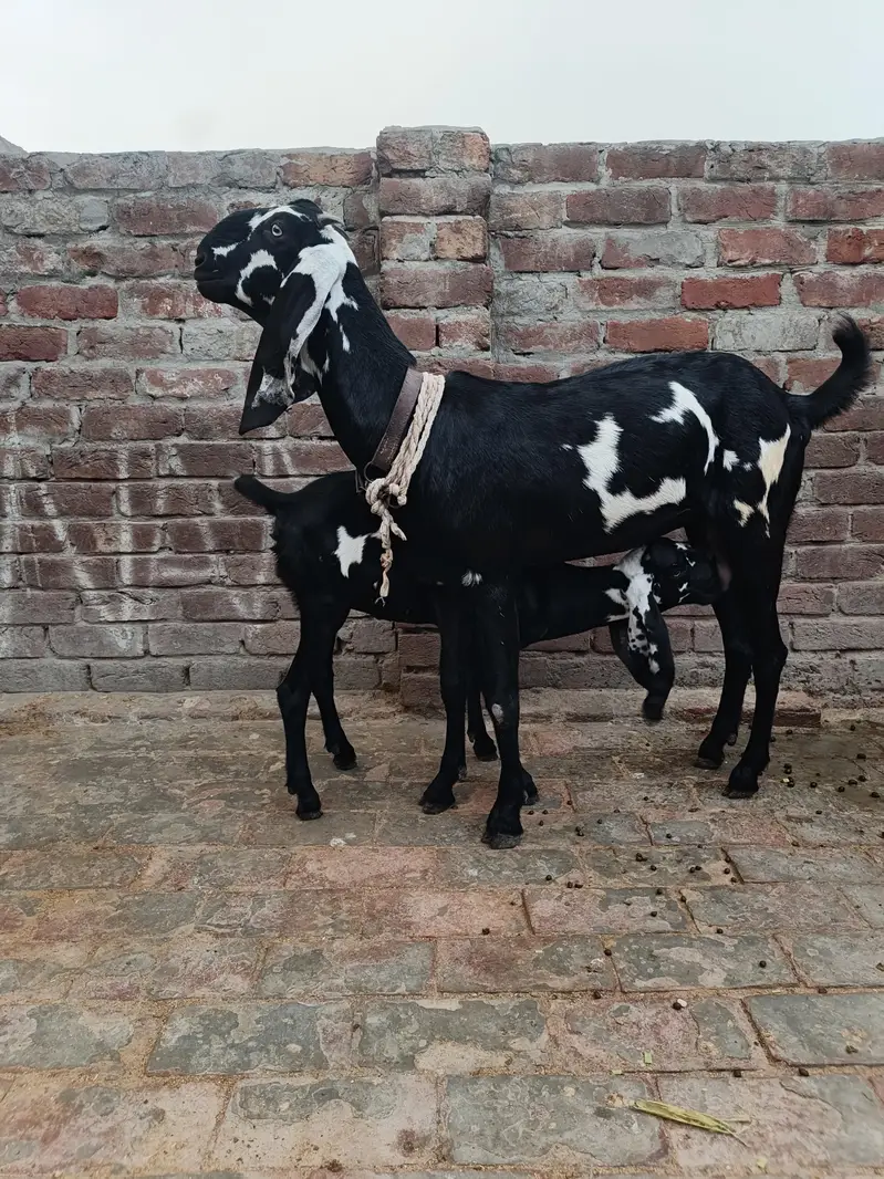 dudh wali Kali Dabbi Beetle bakri sath mein ek female hai — photo 8