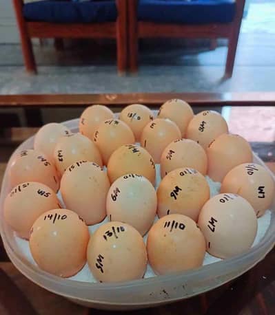 Imported Pure Aseel Thai eggs for Sale Fertility egg