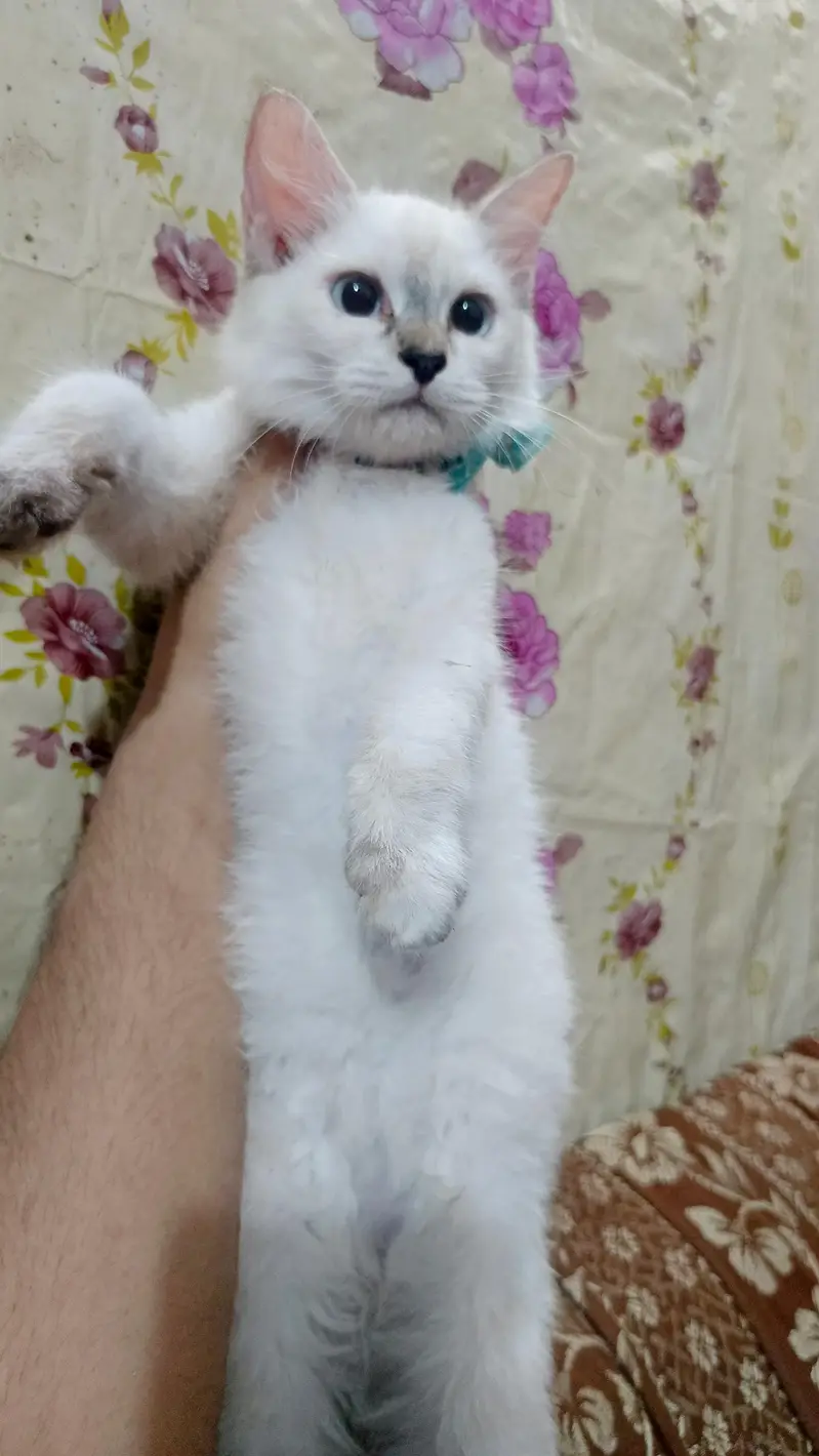 Himalayan kittens for sale — photo 3