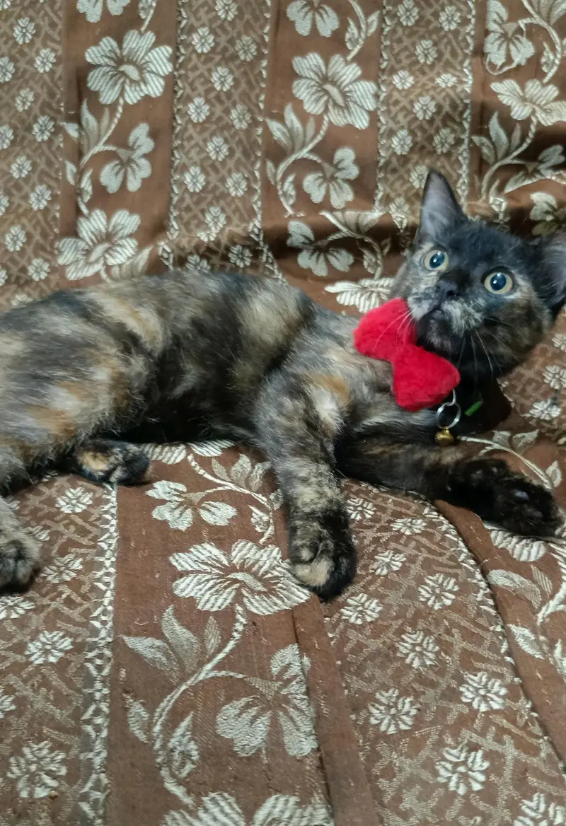 Himalayan kittens for sale — photo 4