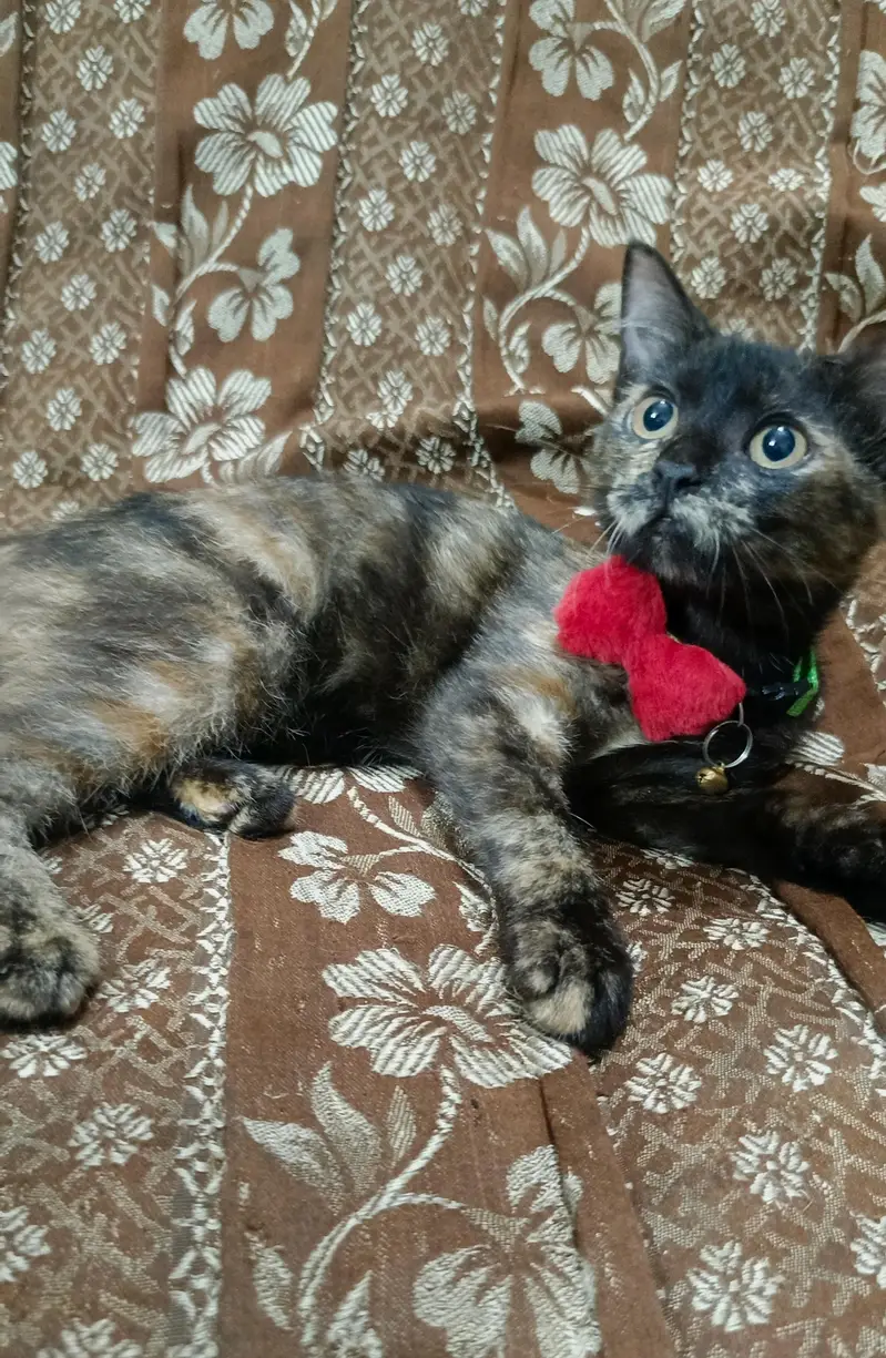 Himalayan kittens for sale — photo 5