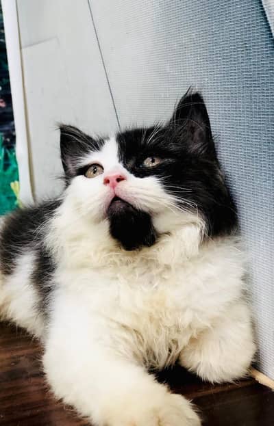 cash on delivery parshion kitten cat male female