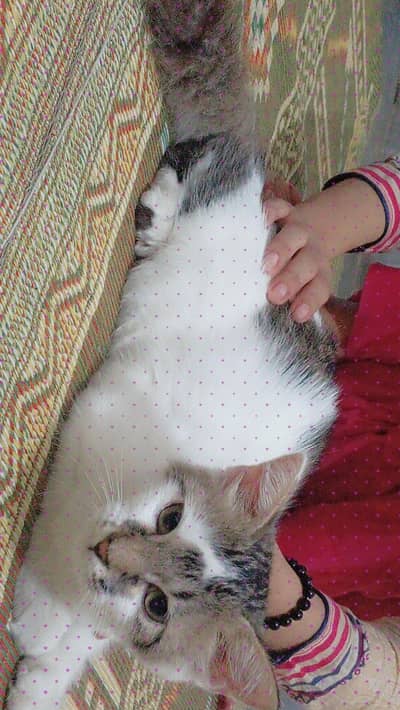 American cat Hain hum na Lahore sya bhr Jana Hain is lya sale kr Raha