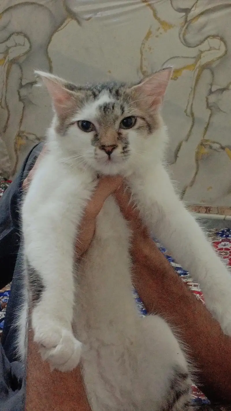 American cat Hain hum na Lahore sya bhr Jana Hain is lya sale kr Raha — photo 2