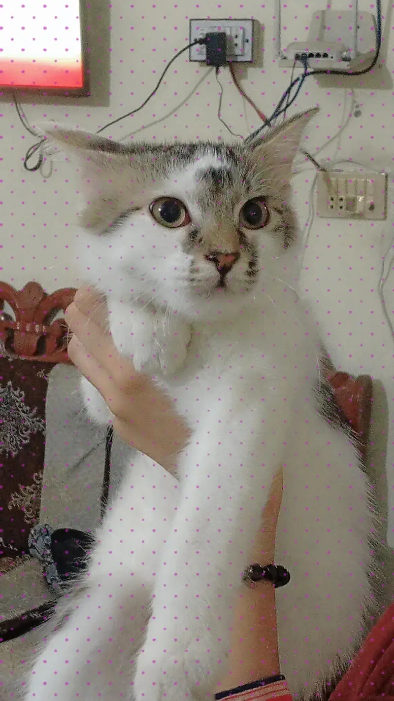 American cat Hain hum na Lahore sya bhr Jana Hain is lya sale kr Raha — photo 3