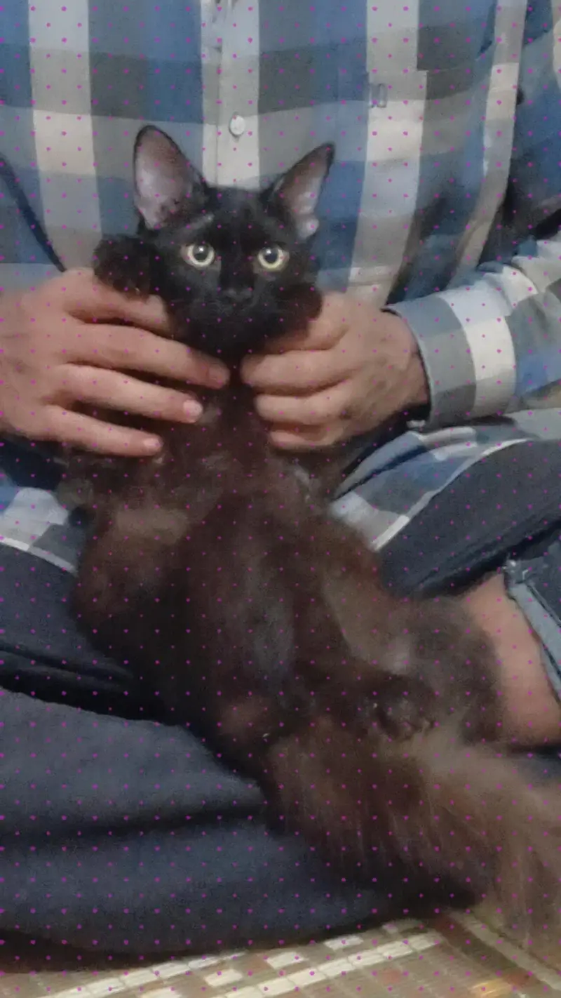 American cat Hain hum na Lahore sya bhr Jana Hain is lya sale kr Raha — photo 4