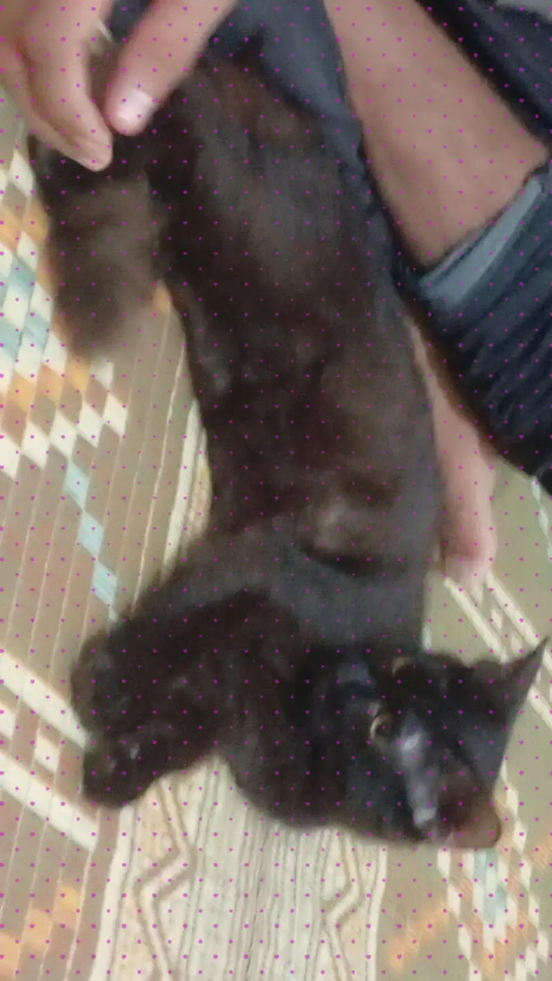 American cat Hain hum na Lahore sya bhr Jana Hain is lya sale kr Raha — photo 5